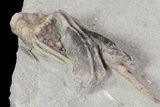 Macrocrinus Crinoid With Anal Tube - Indiana #68471-3